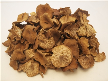 Candy Cap Mushrooms For Sale