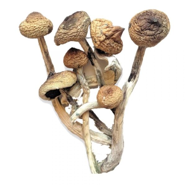Golden Teacher Mushrooms For Sale