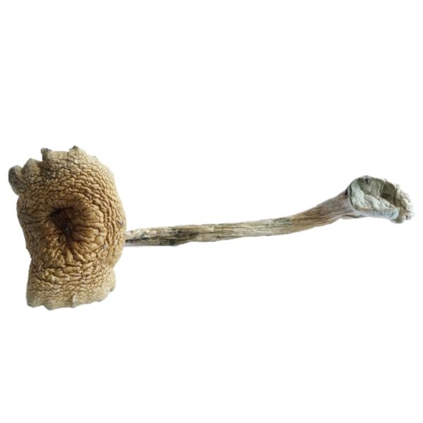cuban cubensis mushrooms