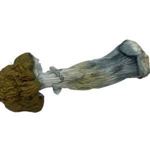 blue penis envy mushroom