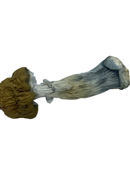 blue penis envy mushroom