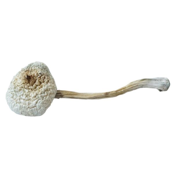 Rusty White Mushroom
